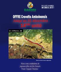 Crevette Amboinensis